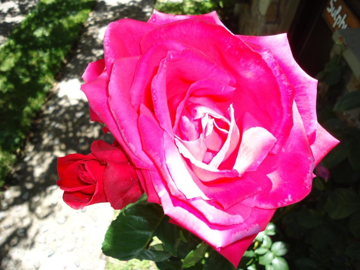 Apart Rose Garden Сан-Мартін-де-лос-Андес Екстер'єр фото